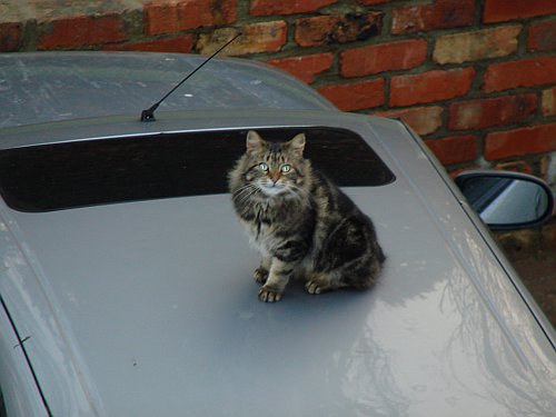 Cat On the Car Roof